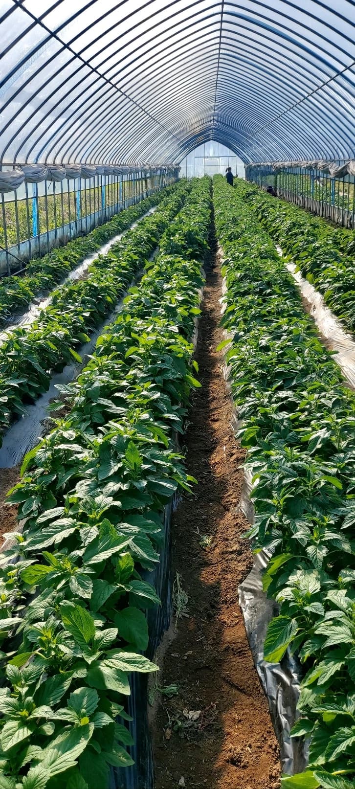 설 연휴 배송 일정 안내