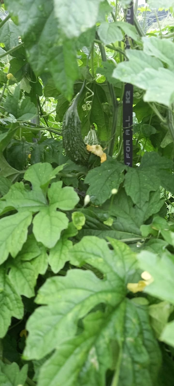 겨울 들깨 원물 품질 기록